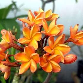 Plumeria Frangipani Orange -  semena / 19506611