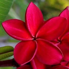 Plumeria Frangipani Redfire -  semena / 19506613