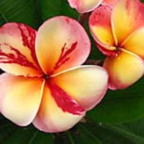 Plumeria Frangipani Top Angel -  semena / 19506615