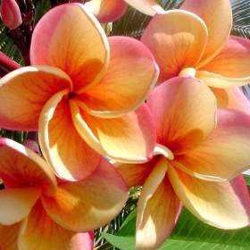 Plumeria Frangipani Imperial Topaz -  semena / 19506616