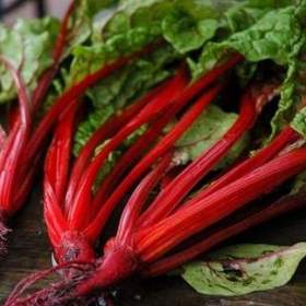 Mangold Rhubarb chard -  semena / 19508117