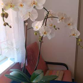 OBROVSKÁ BÍLÁ ORCHIDEJ / 19509832
