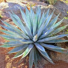 Sazenice Agave chrysantha Golden Flowered / 19509843