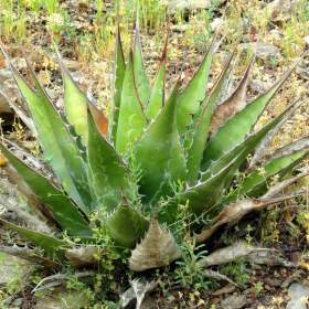 Sazenice Agave Montana / 19509846