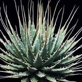 Sazenice Agave Utahensis / 19509851