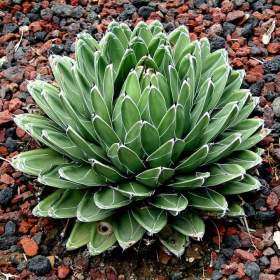 Sazenice Agave victoriae- reginae Huasteca Canyon  / 19509853