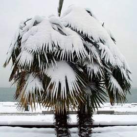 Sazenice palma Trachycarpus fortunei 1- 2 první listy / 19509857
