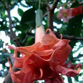 Řízek Brugmansia Phänomenal -  Andělská trumpeta / 19509870