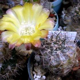 Kaktus Acanthocalycium sp. FR 148 -  semena / 19509878