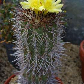 Kaktus Copiapoa calderana -  semena / 19509884