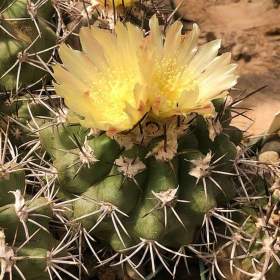 Kaktus Copiapoa coquimbana -  semena / 19509886