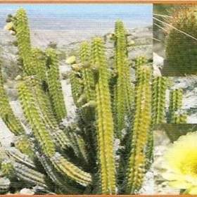 Kaktus Corryocactus brevistylus -  semena / 19509891