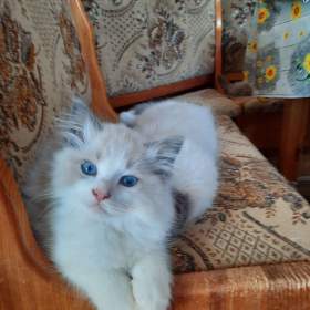 Ragdoll koťata s PP / 19509922