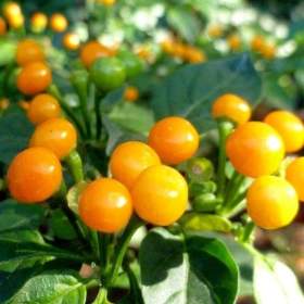 Chilli Aji Charapita -  semena / 19509939