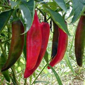 Chilli Anaheim -  semena / 19509944