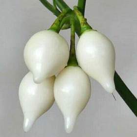 Chilli Biquinho white -  Chupetinho white -  semena / 19509946