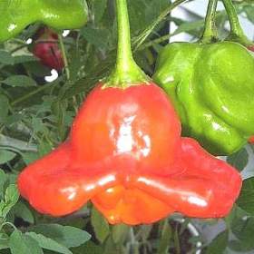 Chilli Bishops Crown -  Biskupova čepice -  semena / 19509948