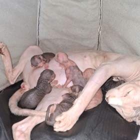 Sphynx  / 19510003
