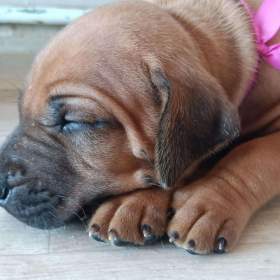 Rhodéský ridgeback s PP / 19511218