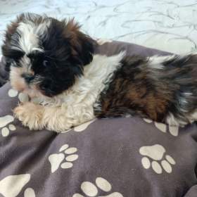 Shih- tzu -  prodám štěňata bez pp / 19511665