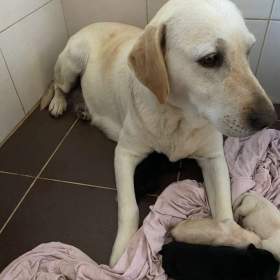 Labradorský retrívr -  štěňata / 19511839