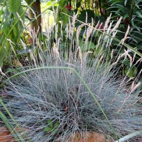 Festuca Glauca -  semena / 19511948