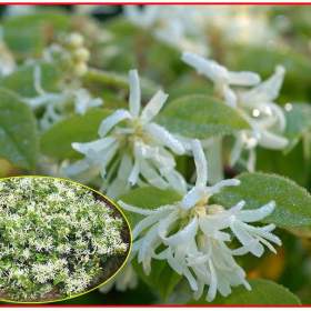 Loropetalum Chinense -  semena / 19511949