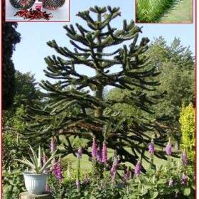sazenice Araucaria araucana / 19511956