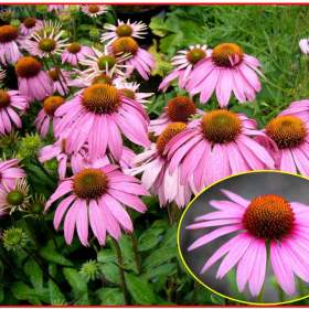 Echinacea Purpurea -  Třapatka nachová -  SEMENA / 19511967