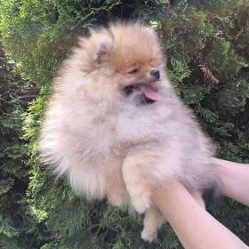 Pomeranian s PP / 19513187