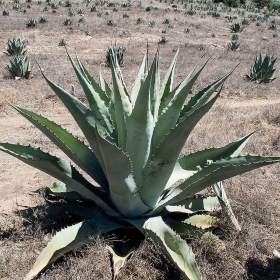 Sazenice Agave durangensis / 19514043