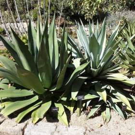 Sazenice Agave salmiana subs. Salmiana / 19514049