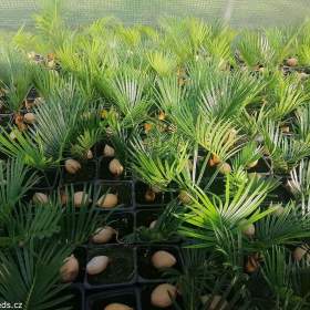Sazenice Cycas revoluta- cykas japonský / 19514056