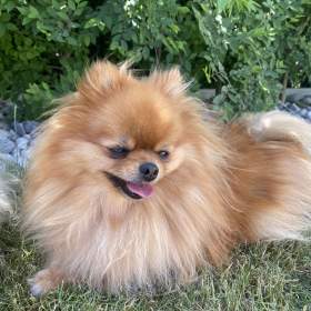 Prodám fenku pomeranian / 19514869