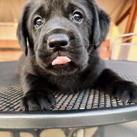 IHNED K ODBĚRU Labradorský Retriever s PP / 19514930