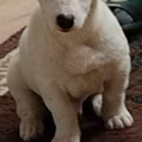 bez PP Jack Russel teriér / 19516003