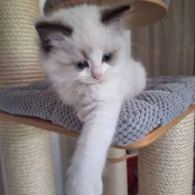 Koťátko Ragdoll s PP / 19516722