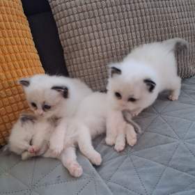 Koťátko Ragdoll s PP / 19516725