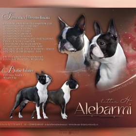 Boston terrier s PP / 19517410