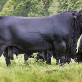Na prodej:  300 jalovic plemene Angus (stáří 3 měsíce) / 19517597