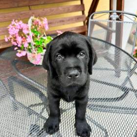IHNED K ODBĚRU Labradorský Retriever s PP / 19519996