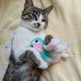 Foto inzerátu MYŠÁK - kastrovaný kocourek 1 rok