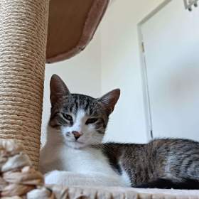 Fotka k inzerátu MYŠÁK -  kastrovaný kocourek 1 rok  / 18142188