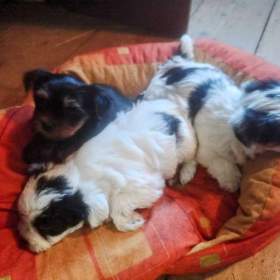 Nabízím k prodeji štěňata Biewer Yorkshire Terrier / 19520414