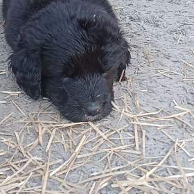 Štěně Labradorský retrívr černý bez PP / 19520460