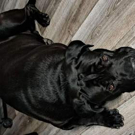 Cane Corso ke krytí  / 19521745
