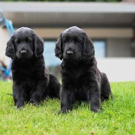 Flat Coated Retriever -  štěňata s PP / 19522332