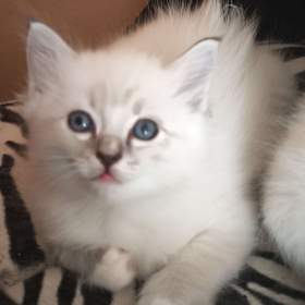 Ragdoll bez PP  / 19522418