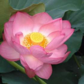 Nelumbo Nucifera -  Lotos indický -  semena / 19523509
