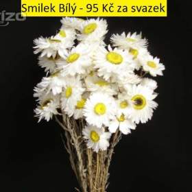 Sušené květiny -  Statice, Slaměnky,… / 19523694